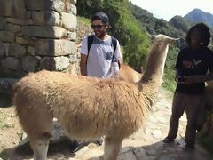Lama a Machu Picchu